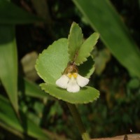 Vandellia diffusa L.